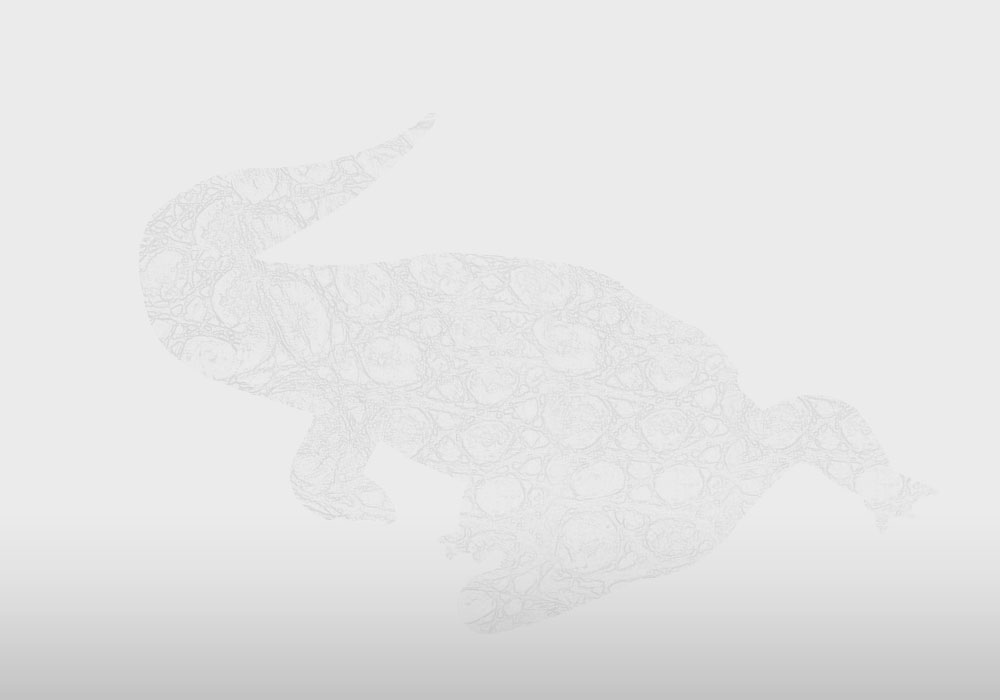 Caiman Crocodile big
