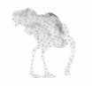 Ostrich small